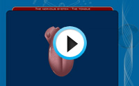 Teach Learn Web Class 5 Science Animations Demo