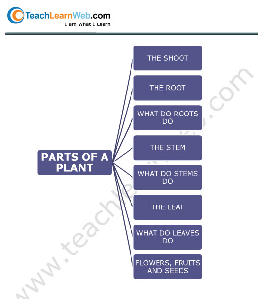 Teach Learn Web Class 5 Science Mind Maps Demo