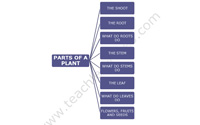 Teach Learn Web Class 5 Science Mind Maps Demo
